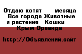 Отдаю котят. 1,5 месяца - Все города Животные и растения » Кошки   . Крым,Ореанда